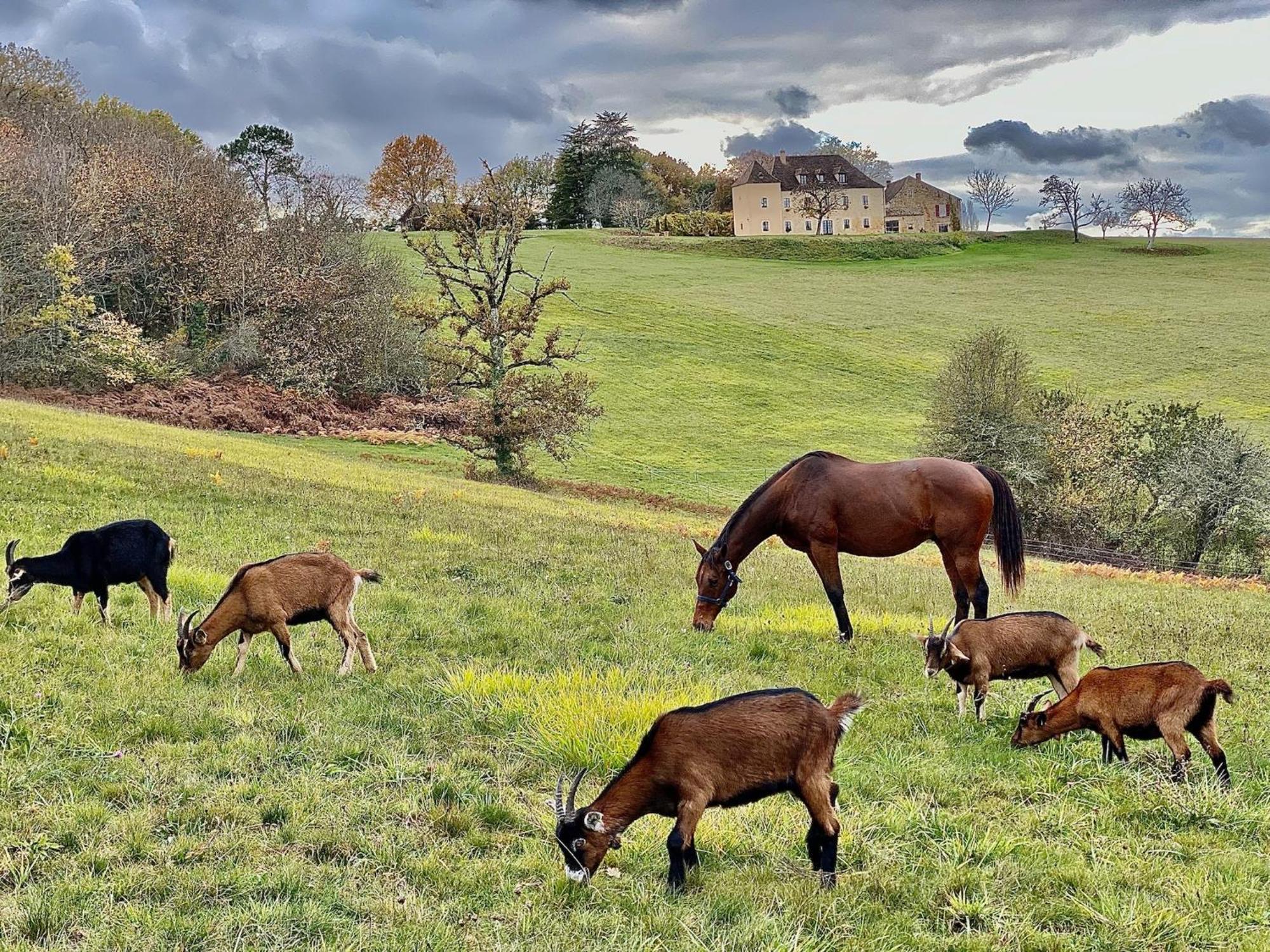 Domaine De Cazal - Gite 2 Pers Avec Piscine Au Coeur De 26 Hectares De Nature Preservee 圣西普里安 外观 照片